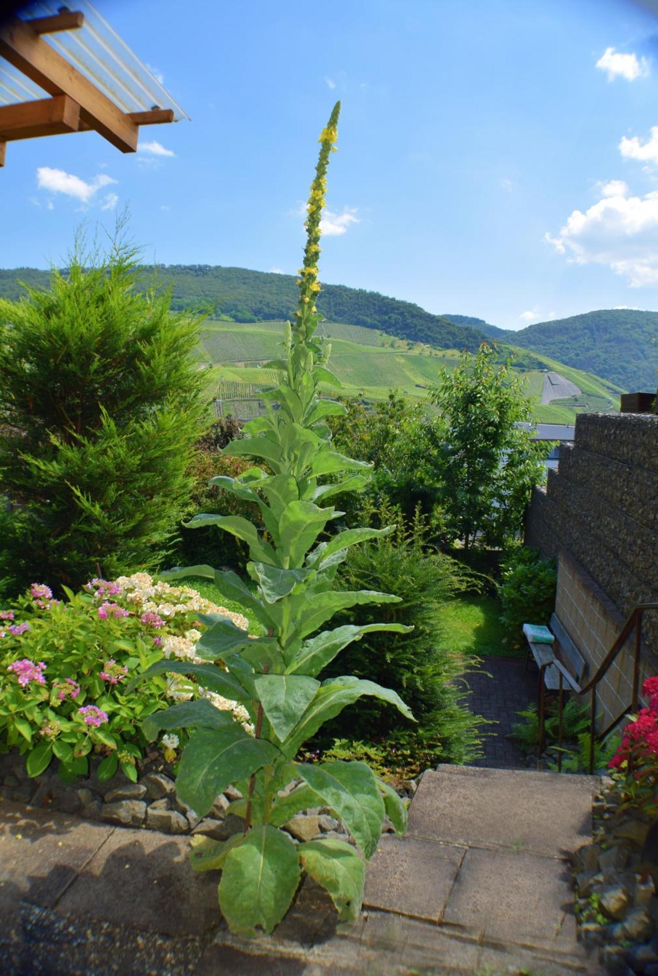 Appartamento Haus Constanze Bernkastel-Kues Esterno foto